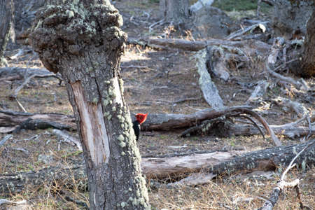 The magellanic woodpecker is a commonly seen bird in Patagonia. This one was spotted near the village of El Chalten and mount Fitz Roy, Argentinaの写真素材