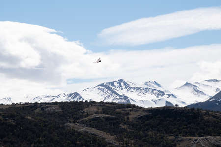 A condor with snowy mountains in the background. In the Los Glaciares National Park, Patagonia these large vultures can be seen in great numbersの写真素材