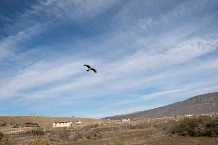 A Chimango, falcon in flight at Reserva Laguna Nimez, El Calafate, Patagonia, Argentinaの写真素材