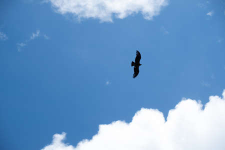 The Andean condor is the largest bird in the world. It has a wingspan of around 3.2 meters.の写真素材