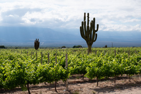 Vineyard with giant cactus, Cafayate, Argentinaの写真素材