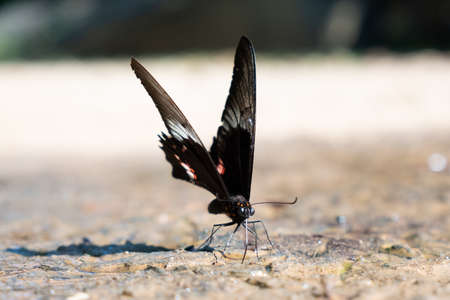 Butterfly, macro photoの写真素材