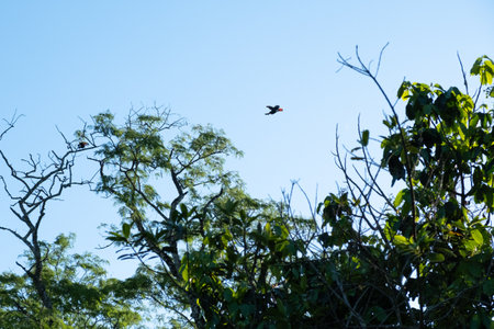 Toucan flying at Iguazu Falls, Argentinaの写真素材