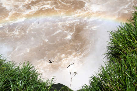 Great dusky Swifts at Iguazu Falls, Argentina, Brazilの写真素材