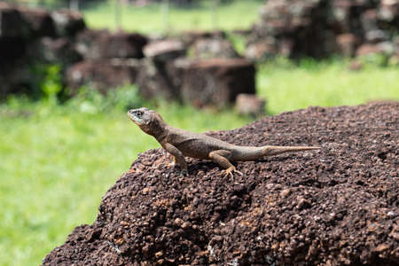 An eastern climbing lizard on a ruined wall of the Ruins of San Ignacio Mini, Missiones, Argentinaの写真素材