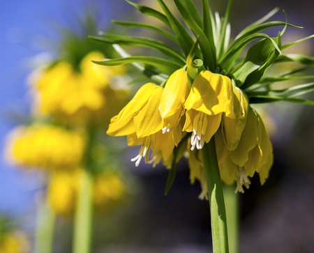 yellow crown imperial, Fritillaria imperialis flowersの写真素材
