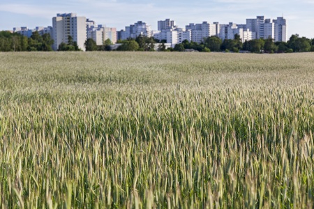 Kornfeld before high-rise estate in Berlinの写真素材