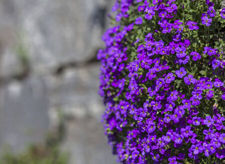 Veilchenblumeの写真素材