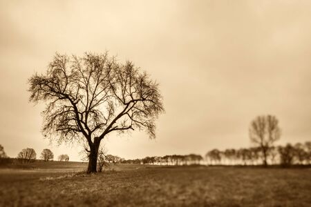 a single treeの写真素材