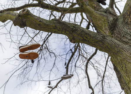 shoes on a treeの写真素材