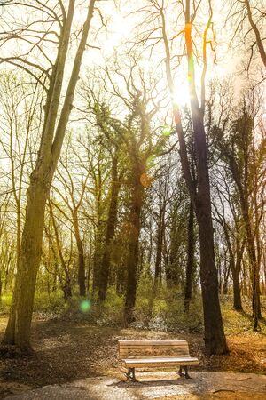 Forest in the backlightの写真素材