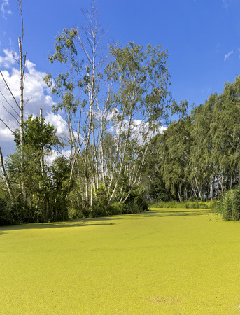 greener pondの写真素材