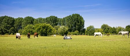 Horses on pastureの写真素材