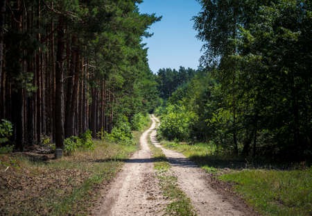 a path in the woods