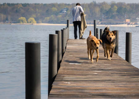 two dogs at the lake
