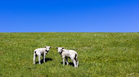 two lambsの写真素材