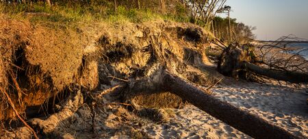 uprooted tree at the coast