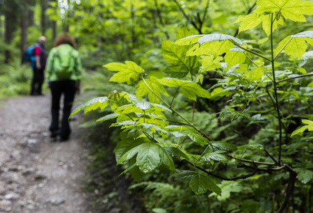 Hiker in forestの写真素材