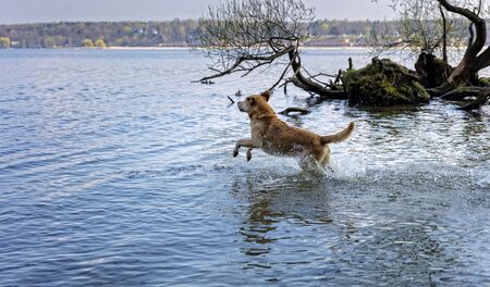 Dog bathes in lakeの写真素材