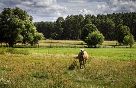horseの写真素材