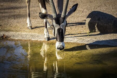 Animalの写真素材