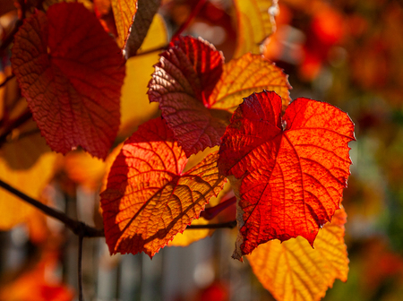 autumn leaves