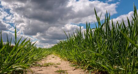 Sowing in the fieldの写真素材