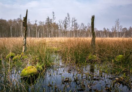 The wittmoor in norderstedt near hamburgの写真素材