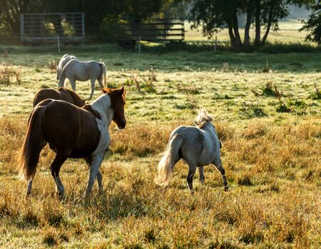 Horses in the meadowの写真素材