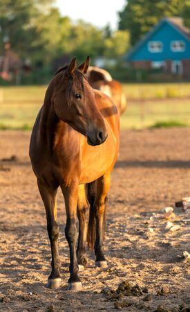 Horse in the meadowの写真素材
