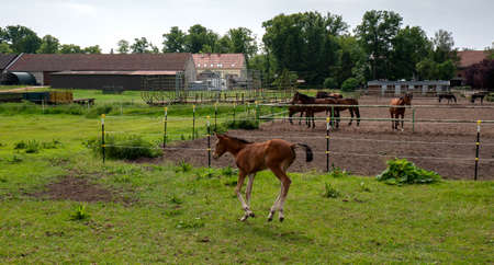 Horses and foals on a farm in Berlin LÃ¼barsの写真素材