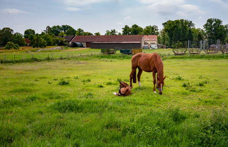 Horses and foals on a farm in Berlin LÃ¼bars