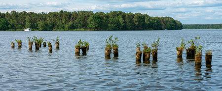 wooden posts in the lake