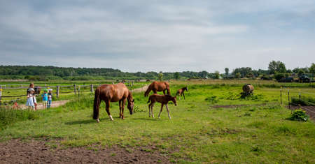 Horses on a meadow in Berlin LÃ¼barsの写真素材