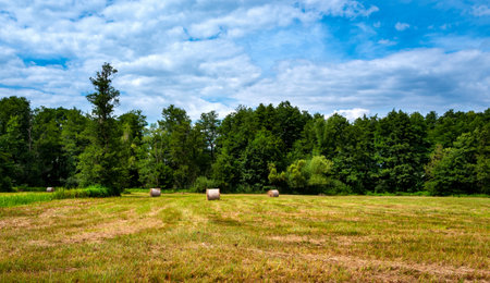 field and bales of grain in a field in brandenburgの写真素材
