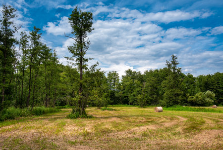 field and bales of grain in a field in brandenburgの写真素材