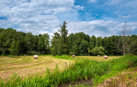 field and bales of grain in a field in brandenburgの写真素材