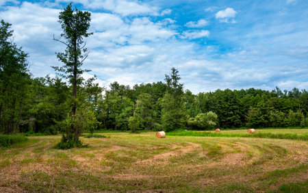 field and bales of grain in a field in brandenburgの写真素材