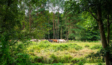 cows in the forest background.の写真素材