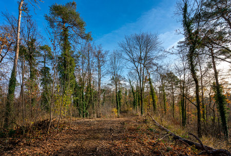 forest area in the outskirts of berlinの写真素材