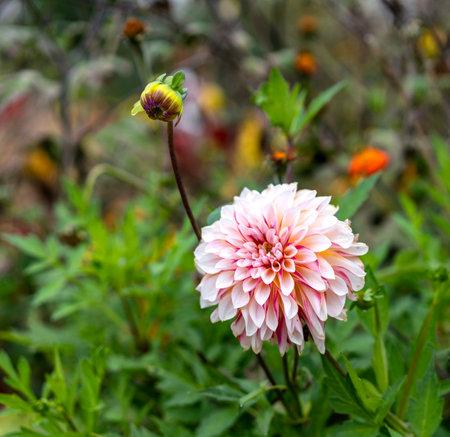 Dahlias in an autumn gardenの写真素材