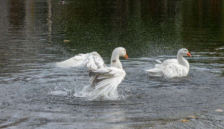 Swans on the river Lahn in Wetzlar, Hesseの写真素材