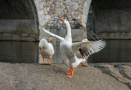 Swans on the river Lahn in Wetzlar, Hesseの写真素材