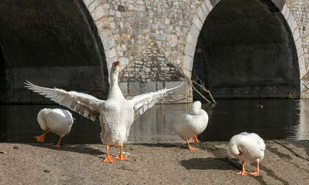 Swans on the river Lahn in Wetzlar, Hesseの写真素材