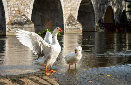 Swans on the river Lahn in Wetzlar, Hesseの写真素材