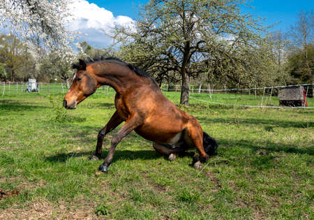 brown and white mare lies on a meadowの写真素材