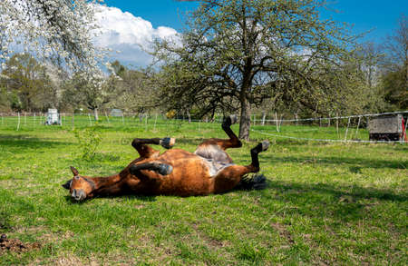 brown mare lies on a meadowの写真素材