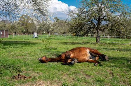 brown mare lies on a meadowの写真素材