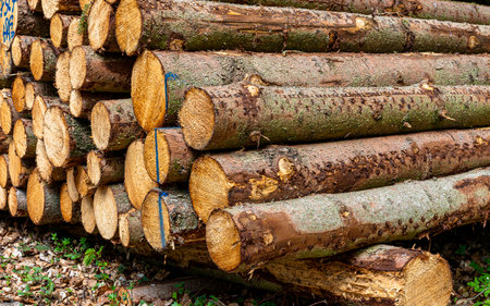 Woodpile on the wayside in the forest, island of Ruegenの写真素材