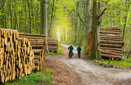 Cyclists between piles of wood on the side of the road in the forest, island of RÃ¼genの写真素材